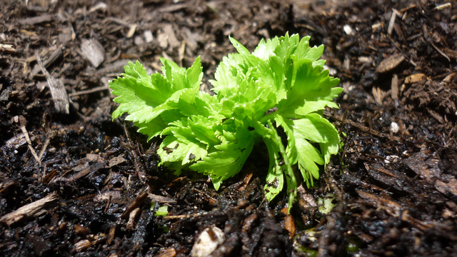 How to Grow Unlimited Celery Without Entering the Contra Code